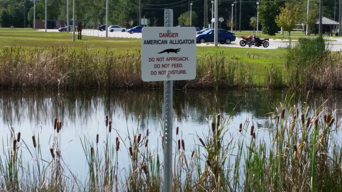 Tips to Coexist with Alligators > Marine Corps Base Camp Lejeune > Article