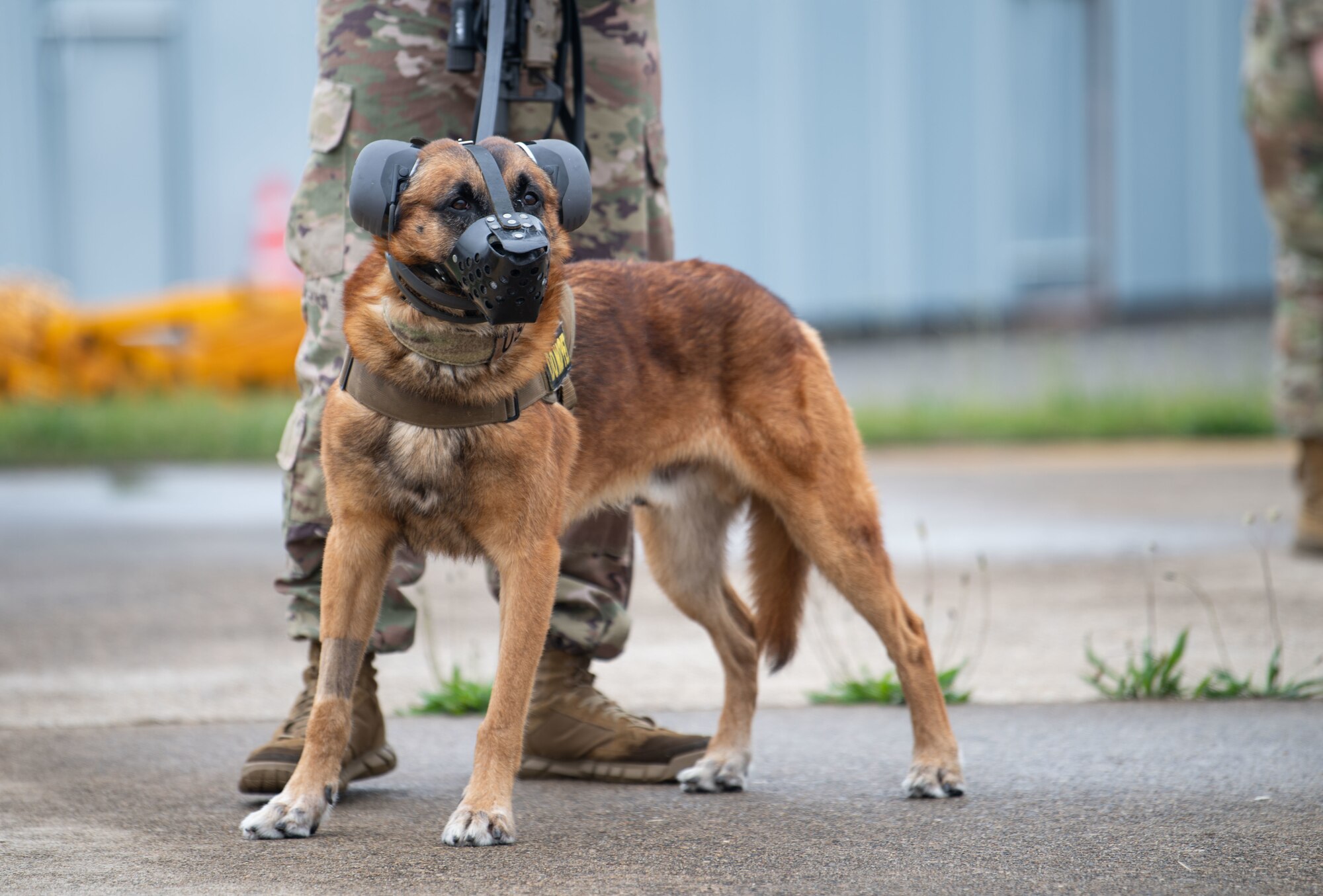 Senior Airman Jelani Bell, 8th Security Forces Squadron military working dog (MWD) handler, and MWD Hieno, prepare to board a CH-47 Chinook helicopter, assigned to U.S. Army Bravo Company, 3-2 General Support Aviation Battalion, out of Camp Humphreys, Republic of Korea, during a K-9 medical evacuation training event at Kunsan Air Base, ROK, April 26, 2022. The handlers gradually exposed the MWDs to the helicopters to familiarize them with the noises and vibrations to reduce their anxiety while flying. (U.S. Air Force photo by Staff Sgt. Gabrielle Spalding)