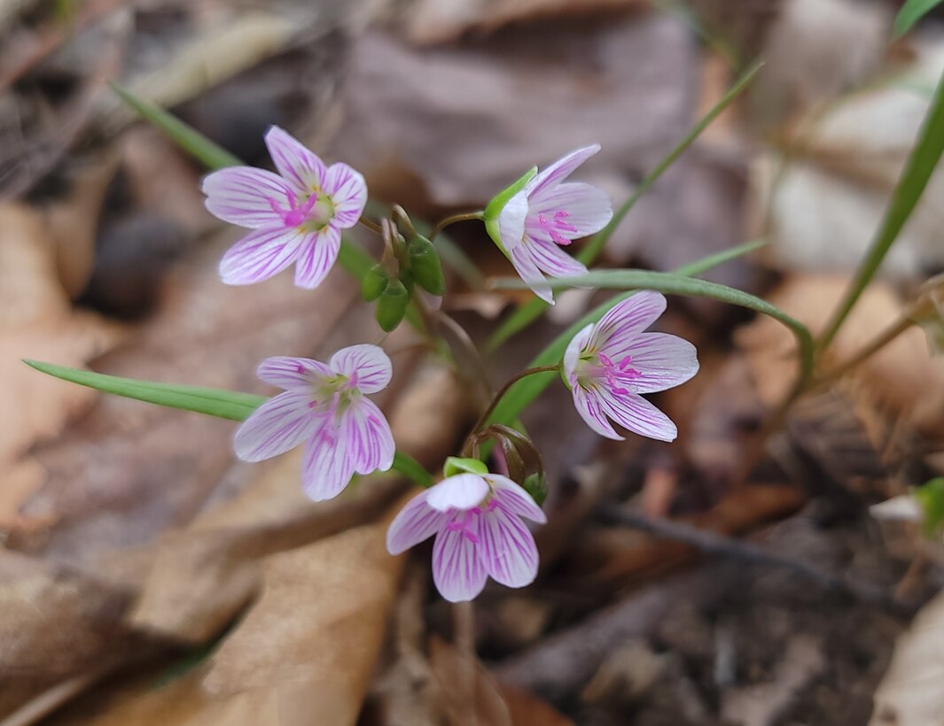 Spring Beauties at Caesar Creek Lake | Photo of the Week | Clif Kilpatrick