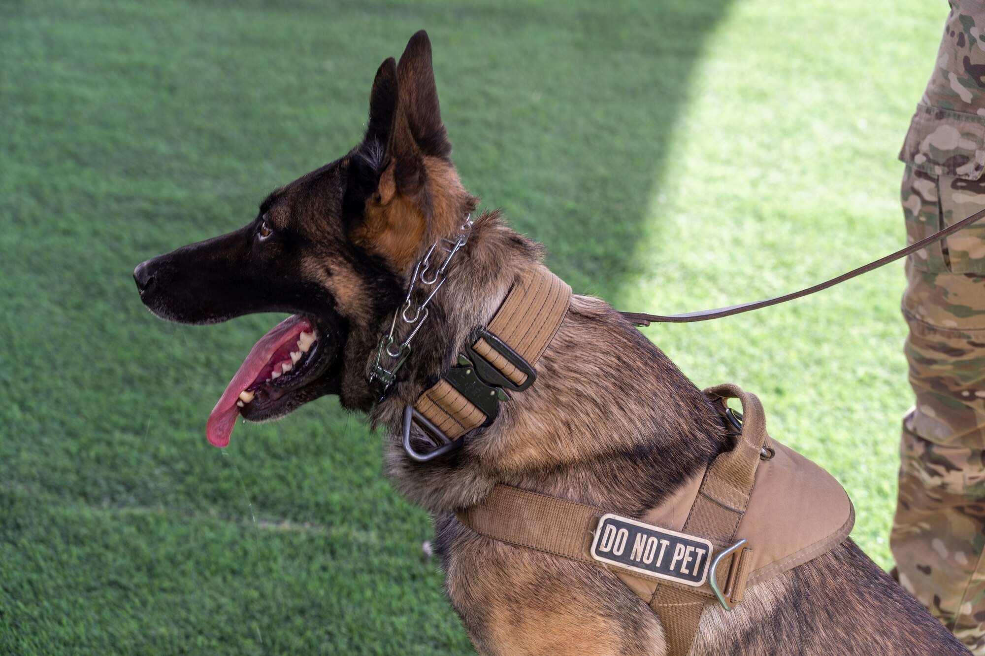 Cory, 332d Expeditionary Security Forces Squadron military working dog, waits for a command during a demonstration to 332d Air Expeditionary Wing Airmen at an undisclosed location in Southwest Asia, April 26, 2022. MWD demonstrations are a validation of readiness and a chance for MWDs to exercise their training. (U.S Air Force photo by Tech. Sgt. Lauren M. Snyder)