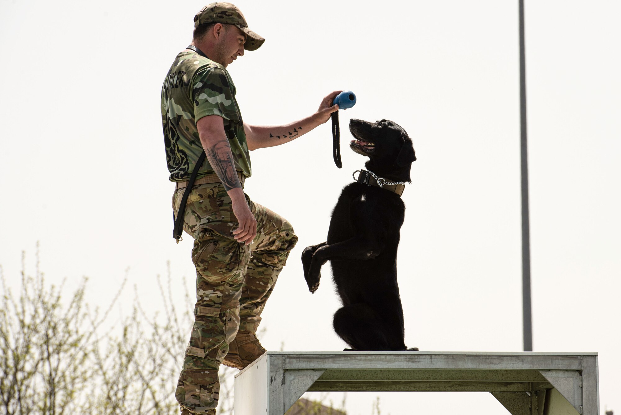 A Military Working Dog poses for his handler