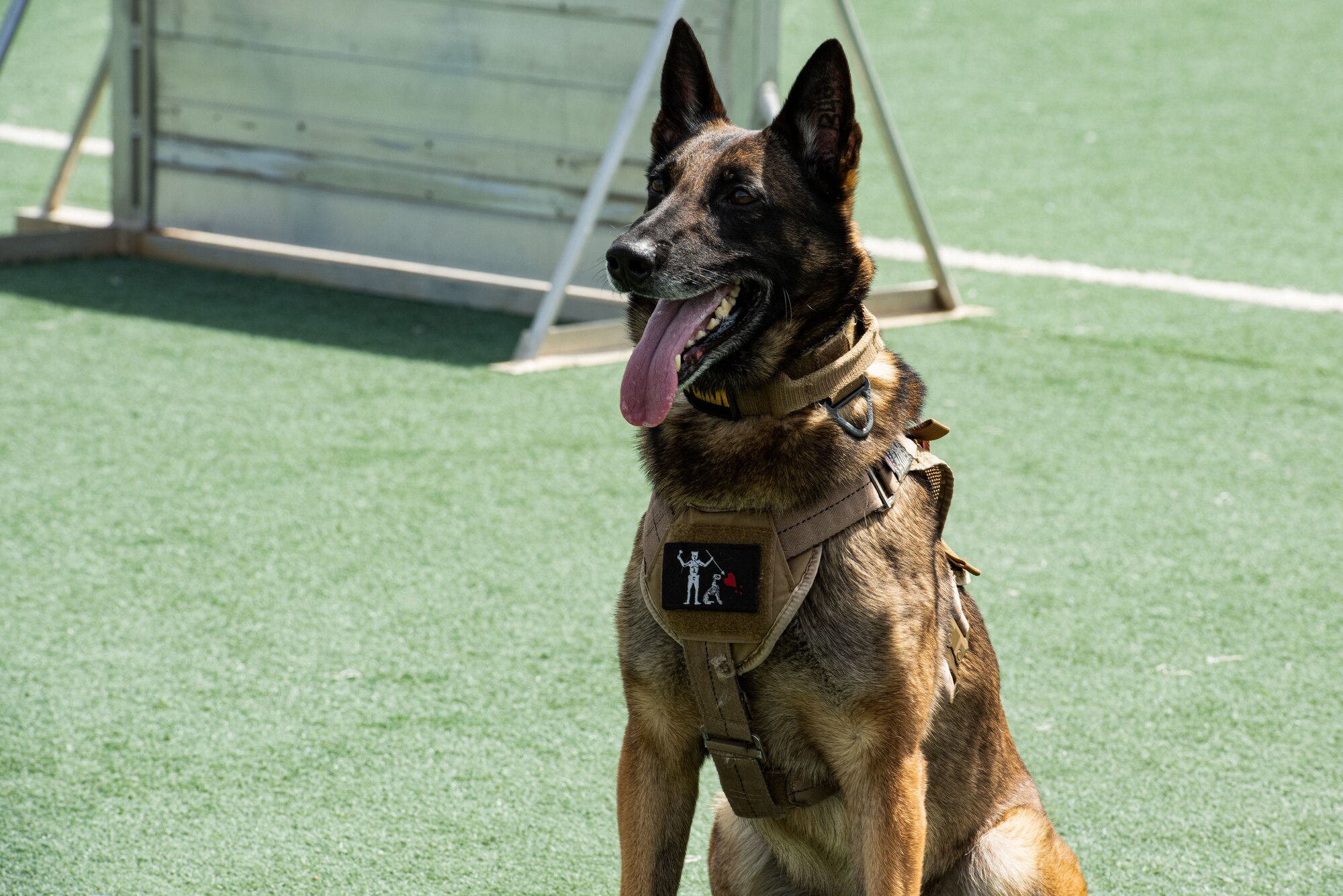 A Military Working Dog waits for commands from his handler