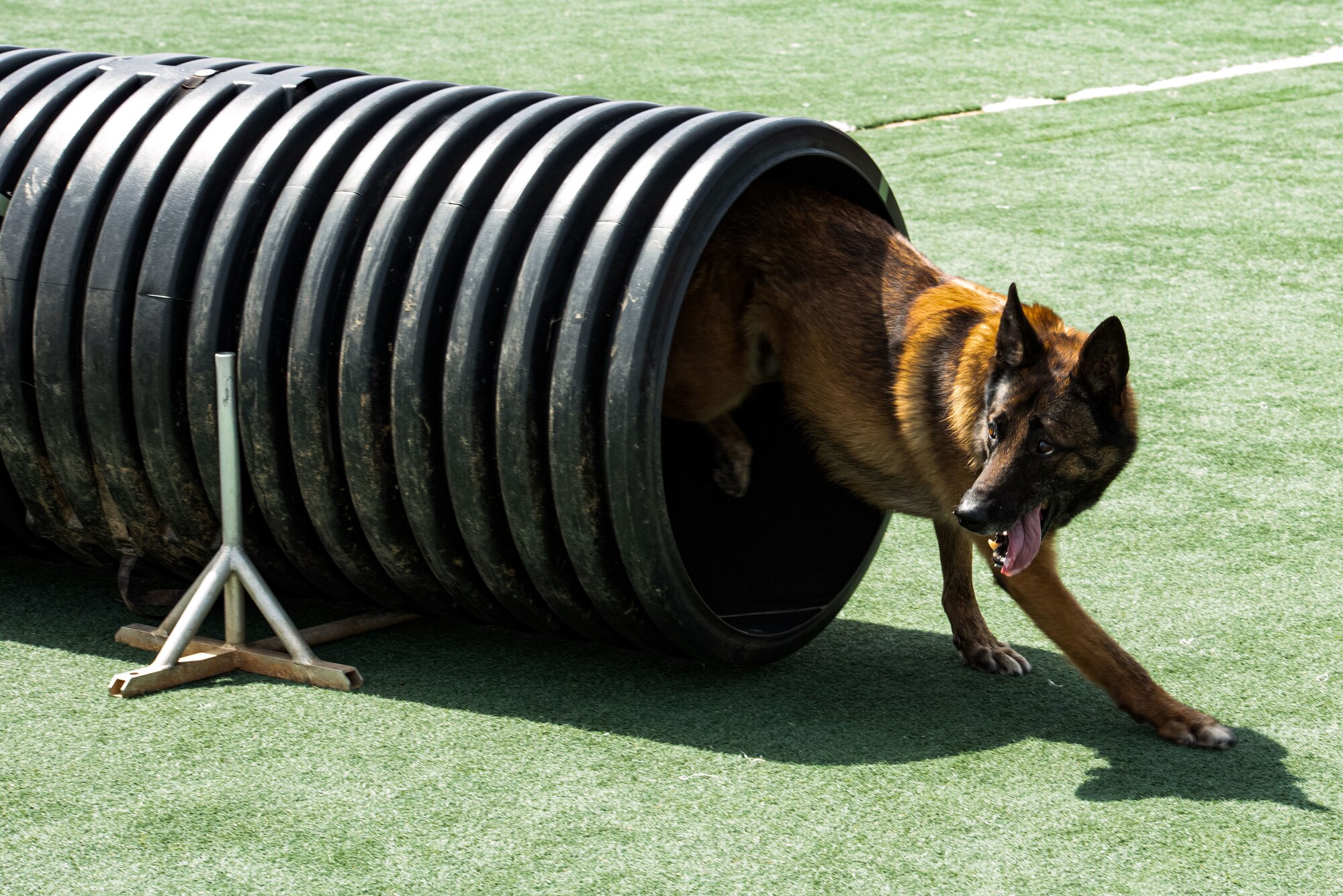 A Military Working Dog crawls through a tunnel