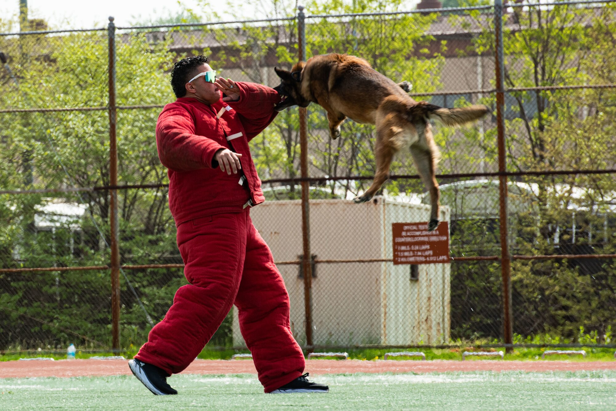 A military working dog trainer catches a military working dog during bite practice