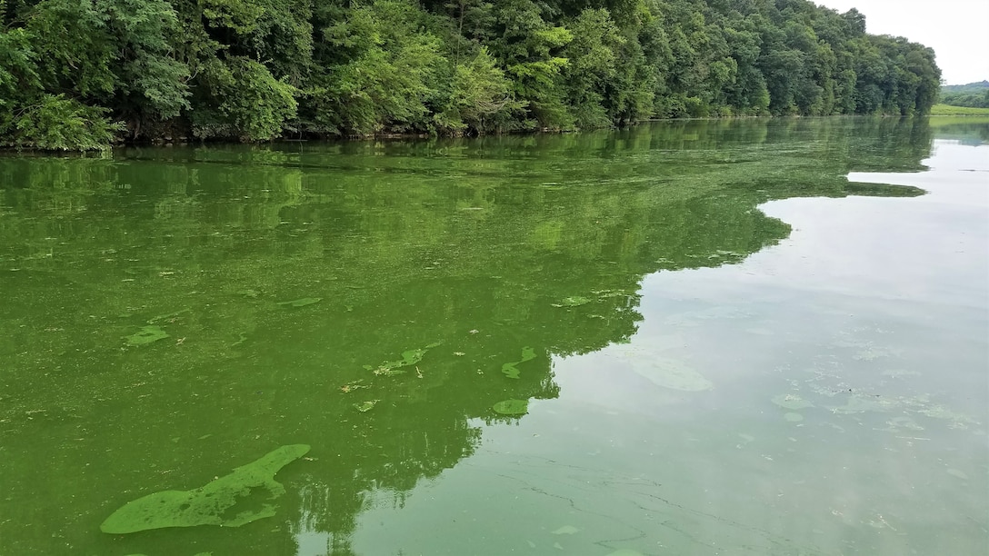 This photo shows the paint spill appearance and clumping appearance of a harmful algal bloom at Blue Marsh Lake, Leesport PA. Lake shoreline backdropped by trees shows bright green water with brighter green clumps and paint-like appearance on the surface of the water.