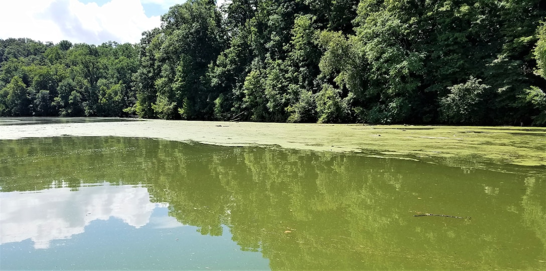 This photo shows the scum and mat-like appearance of a harmful algal bloom at Blue Marsh Lake, Leesport PA. Photo is of a lake shoreline backdropped by trees. The lake water is green with a brighter green layer along the tree line showing the thick scum or mat-like appearance of an algal bloom.