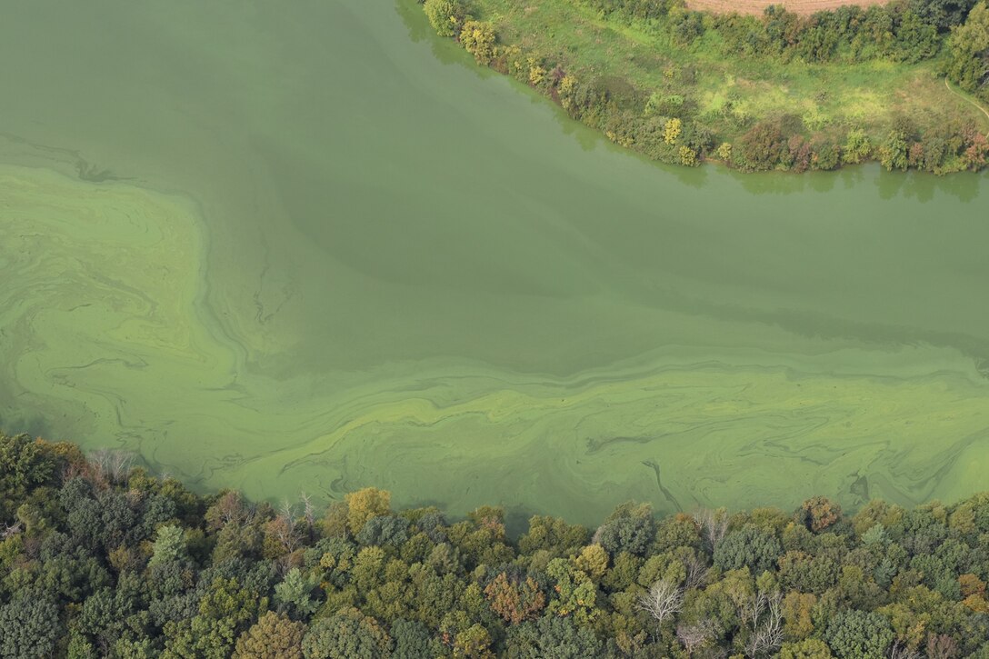 This photo is an aerial image of an algal bloom/harmful algal bloom at Blue Marsh Lake, Leesport PA. The image shows the lake surface that is generally green with lighter and darker green streaking showing the algal bloom's extent. Photo credit goes to Jim Demsko.