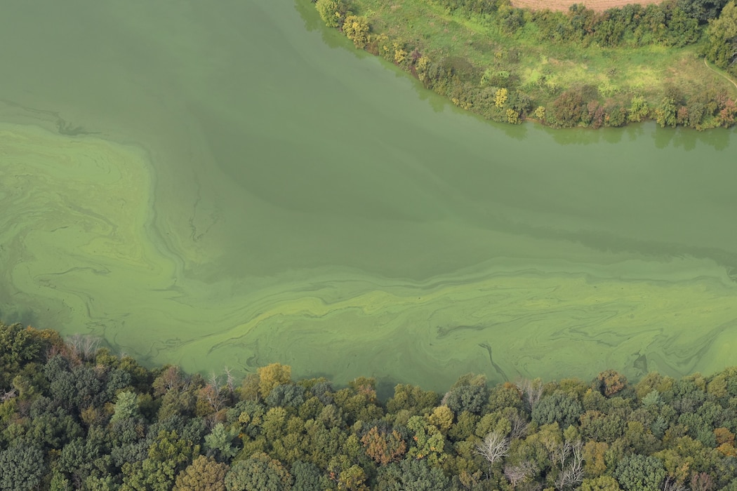 This photo is an aerial image of an algal bloom/harmful algal bloom at Blue Marsh Lake, Leesport PA. The image shows the lake surface that is generally green with lighter and darker green streaking showing the algal bloom's extent. Photo credit goes to Jim Demsko.