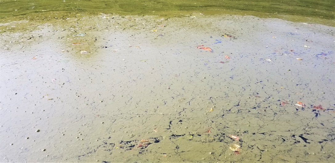 This photo shows an example of the scum like appearance of a harmful algal bloom. A thick layer or mat of algae with a greenish-brown color is seen floating on the surface of the water.