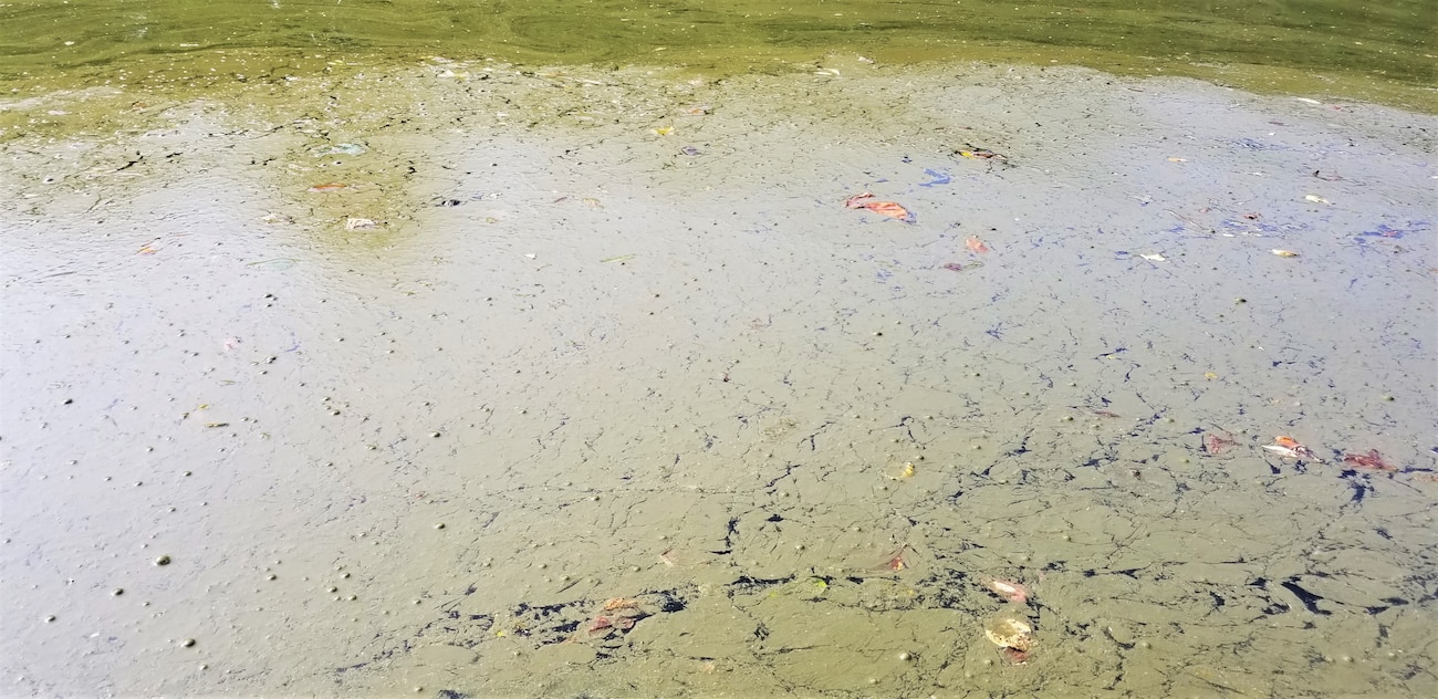 Harmful Algal Bloom Information