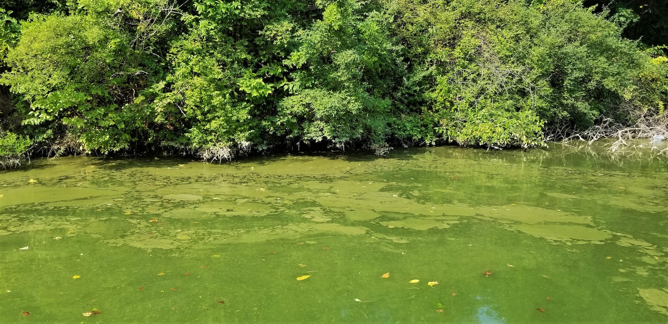 This photo shows the scum like characteristic of a harmful algal bloom. A bright green thick layer of algae can be seen on the water's surface, representing a scum like appearance.