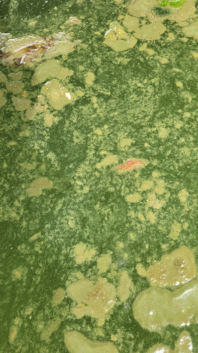 This photo shows the clumping characteristic of a harmful algal bloom. Bright green clumps of algae are shown floating on the surface of the water.