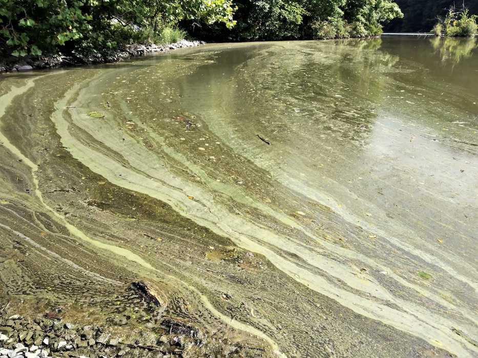 This photo displays the streaking or paint like appearance of a harmful algal bloom occurring in Blue Marsh Lake, Leesport PA.
Photo shows a water along a shoreline area that has lines of green to light green streaking across the water's surface.