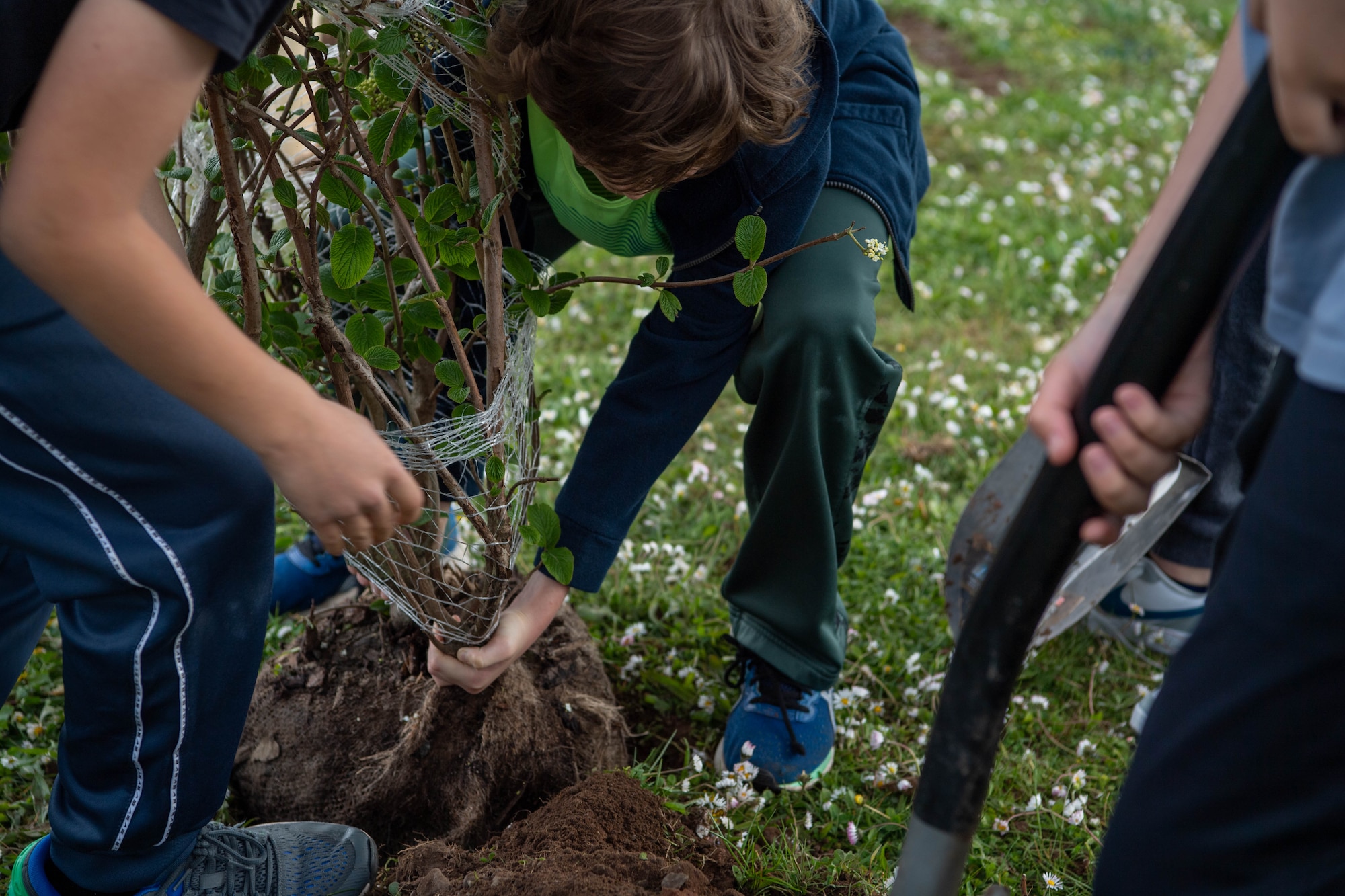 Fifth graders from Kaiserslautern Elementary School place a tree into soil during a tree planting event, at Vogelweh Military Complex, Germany, April 26, 2022. The students worked together to lift and carry the tree over to the hole before covering it with soil. (U.S. Air Force photo by Airman 1st Class Jordan Lazaro)