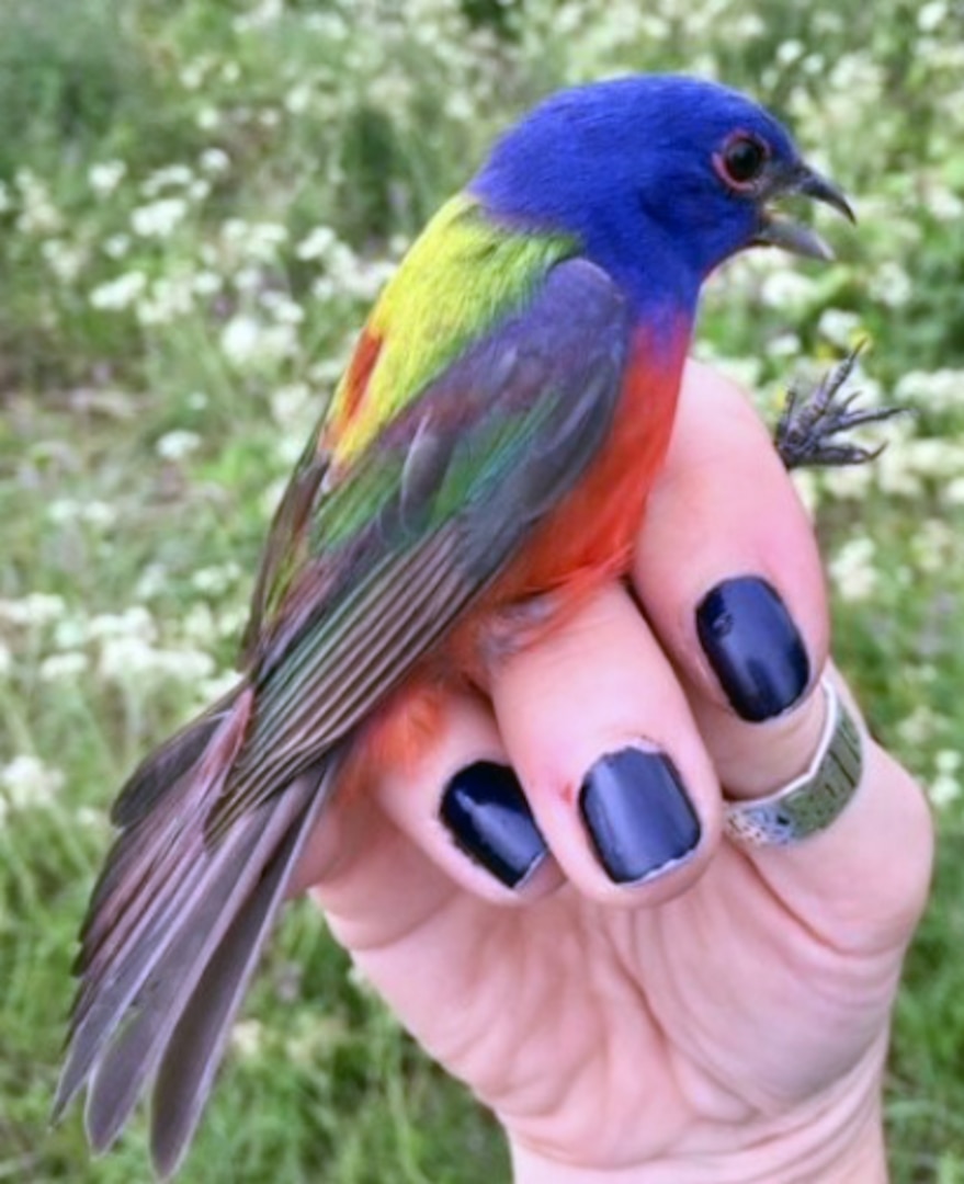 San Antonio's blue jay birds have a bold color and a brash bird