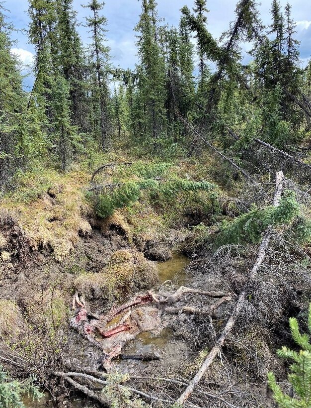 A recently opened thermokarst pit caused by the melting of ground ice in a region underlain by permafrost shows where upwelling shallow ground water is flowing through another thermokarst feature. Note a moose carcass in the base of the thaw feature. It is not clear how this moose died but it was a healthy young moose that not predated. The working hypothesis is it got stuck in deep snow or it broke a leg on the uneven fallen trees below.