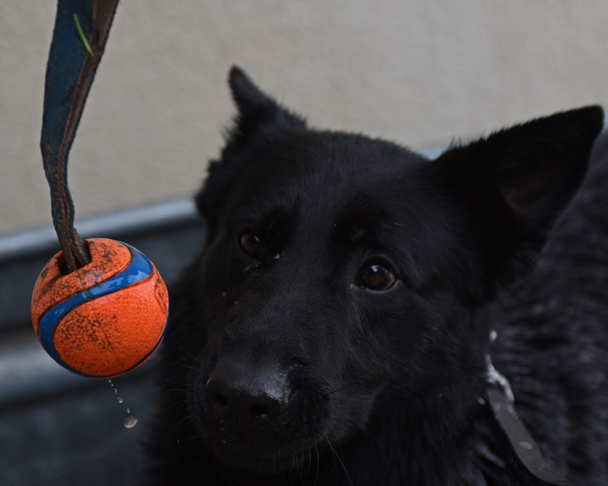 U.S. Air Force Military Working Dog Ahgi, 17th Security Forces Squadron detection dog, focuses on a toy during a bath at Goodfellow Air Force Base, Texas, April 22, 2022. U.S. Air Force Senior Airman Georgina Silva awarded Aghi with the toy for his obedience during his bath. (U.S. Air Force photo by Airman 1st Class Sarah Williams)