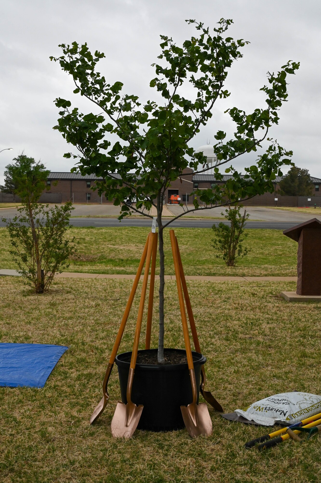 The Oklahoma state tree, an eastern redbud, sits at Wings of Freedom park before a groundbreaking ceremony at Altus Air Force Base, Oklahoma, May 2, 2022. The eastern redbud typically grows 20 to 30 feet tall with a 26 to 33-foot spread. (U.S. Air Force photo by Senior Airman Kayla Christenson)