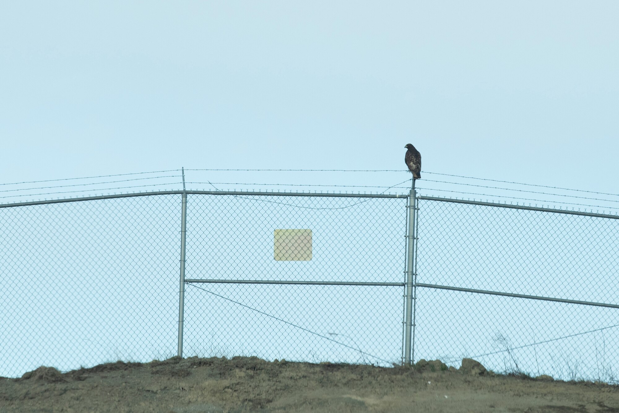 A photo of a bird sitting on a fence