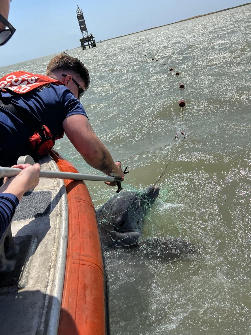 A Coast Guard Station South Padre Island boat crew cuts a dolphin free from illegal fishing nets near South Padre Island, Texas, May 4, 2022. After receiving a call from a boater about the entangled dolphin a Station South Padre Island 24-foot Special Purpose Craft-Shallow Water boat crew launched to respond. The crew freed the dolphin and removed the illegal fishing gear from the water. (U.S. Coast Guard photo by Seaman Lacie Kraatz)