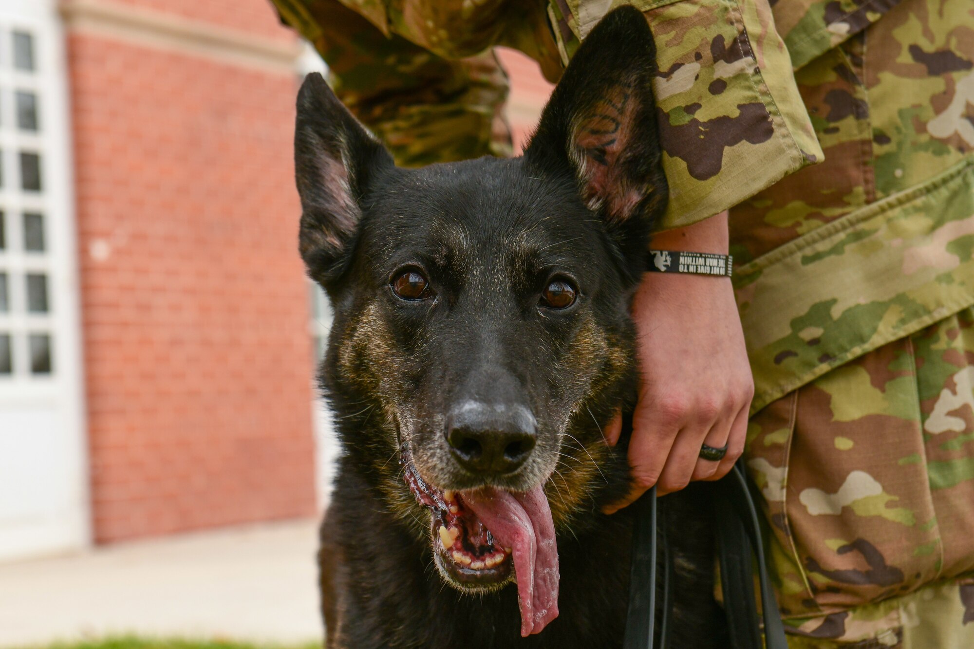 Military Working Dog retires