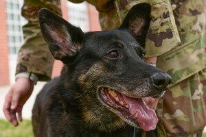 Military Working Dog retires
