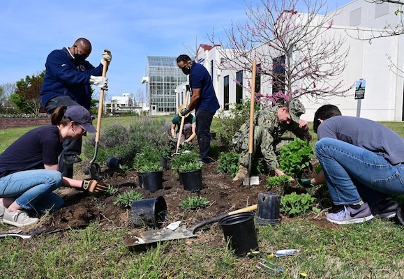 Naval Research Laboratory staff and volunteers restored 200 sq. feet of pollinator garden with native plants on Earth Day.