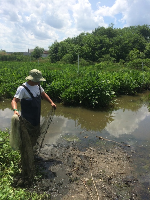 Fish sampling as part of the annual sampling event within Chopawamsic Creek, VA