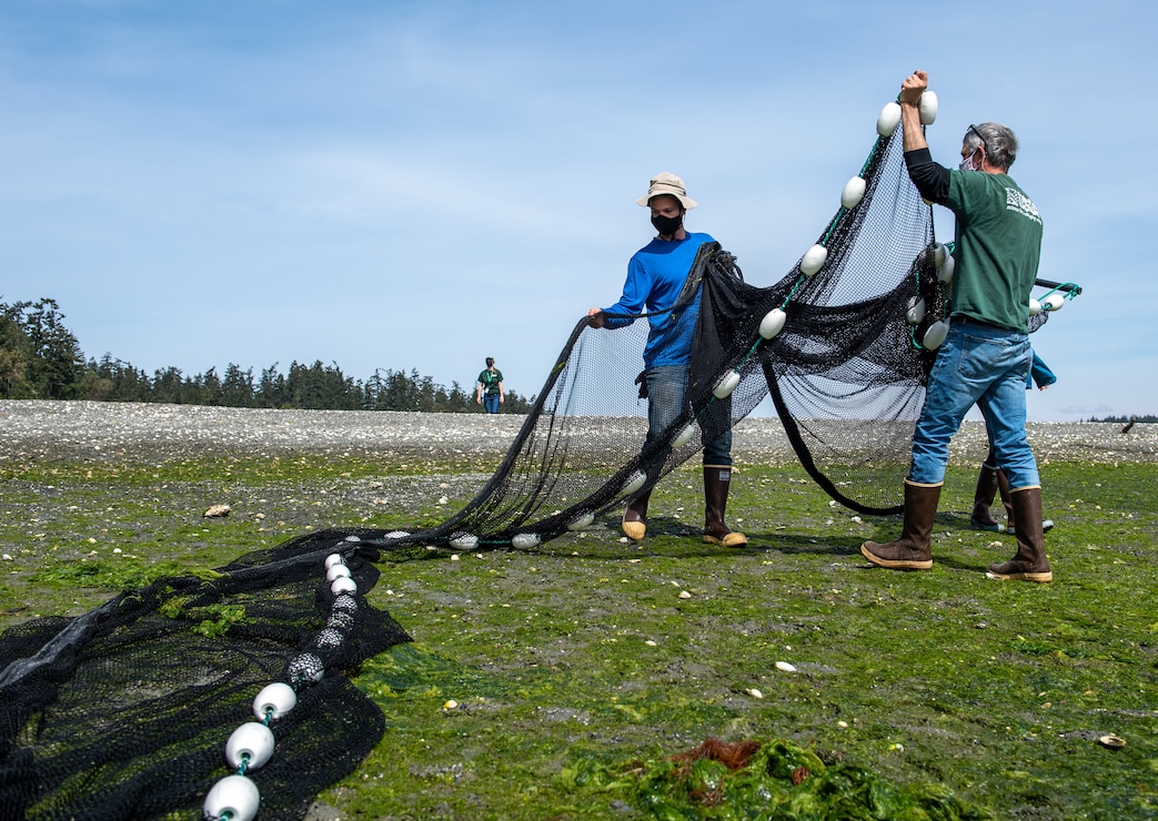 Dan Swann, left, a fisheries and marine biologist technician for Naval Facilities Engineering Systems Command Northwest, and Jake Gregg, a fish biologist for United States Geological Survey Marrowstone Marine Field Station, fold a net before redeploying it during a beach seining at Naval Magazine Indian Island in Port Hadlock, Washington April 29, 2021. The seining net is folded and carried to avoid damage from the barnacle covered beach.