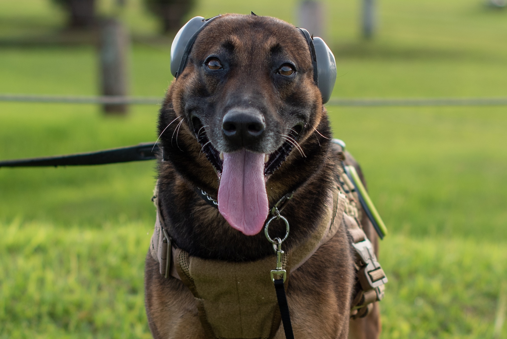 Dog wears ear protection.