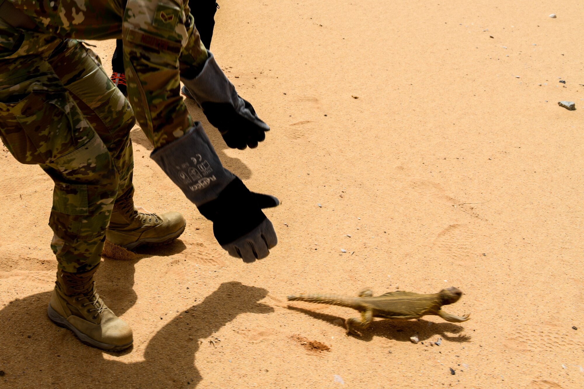 Arabian spiny-tailed lizard relocated by pest control