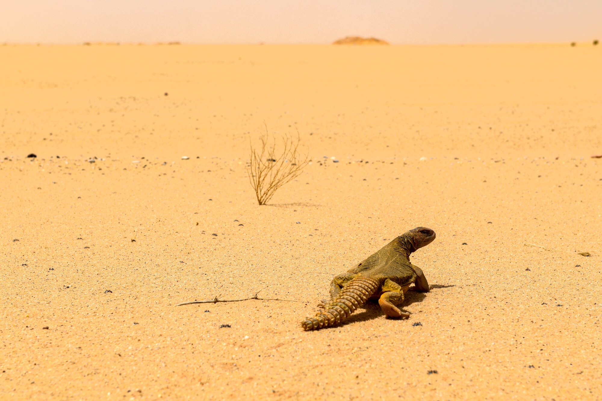 Arabian spiny-tailed lizard relocated by pest control