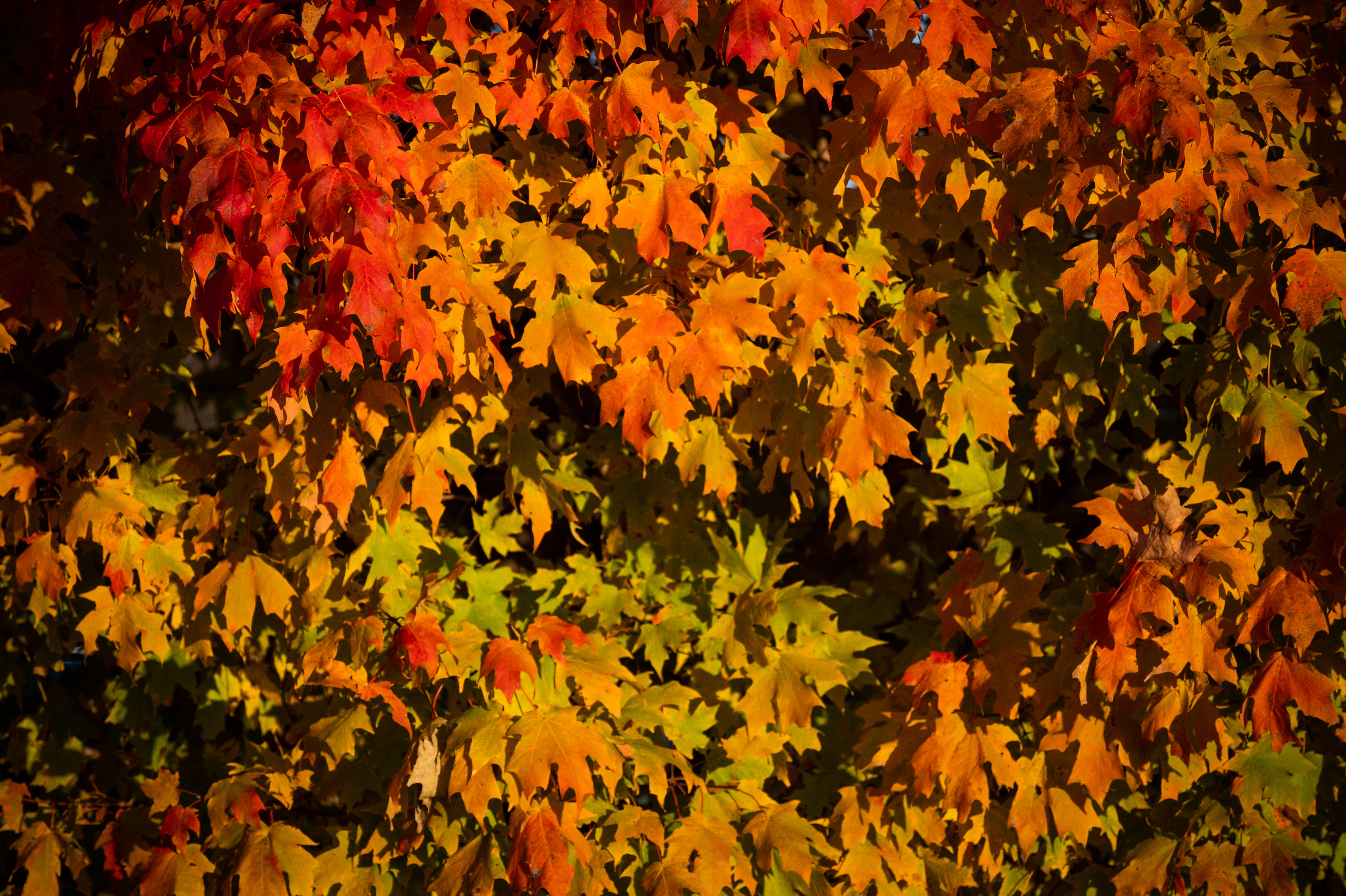 Seasonal leaves rest on a tree