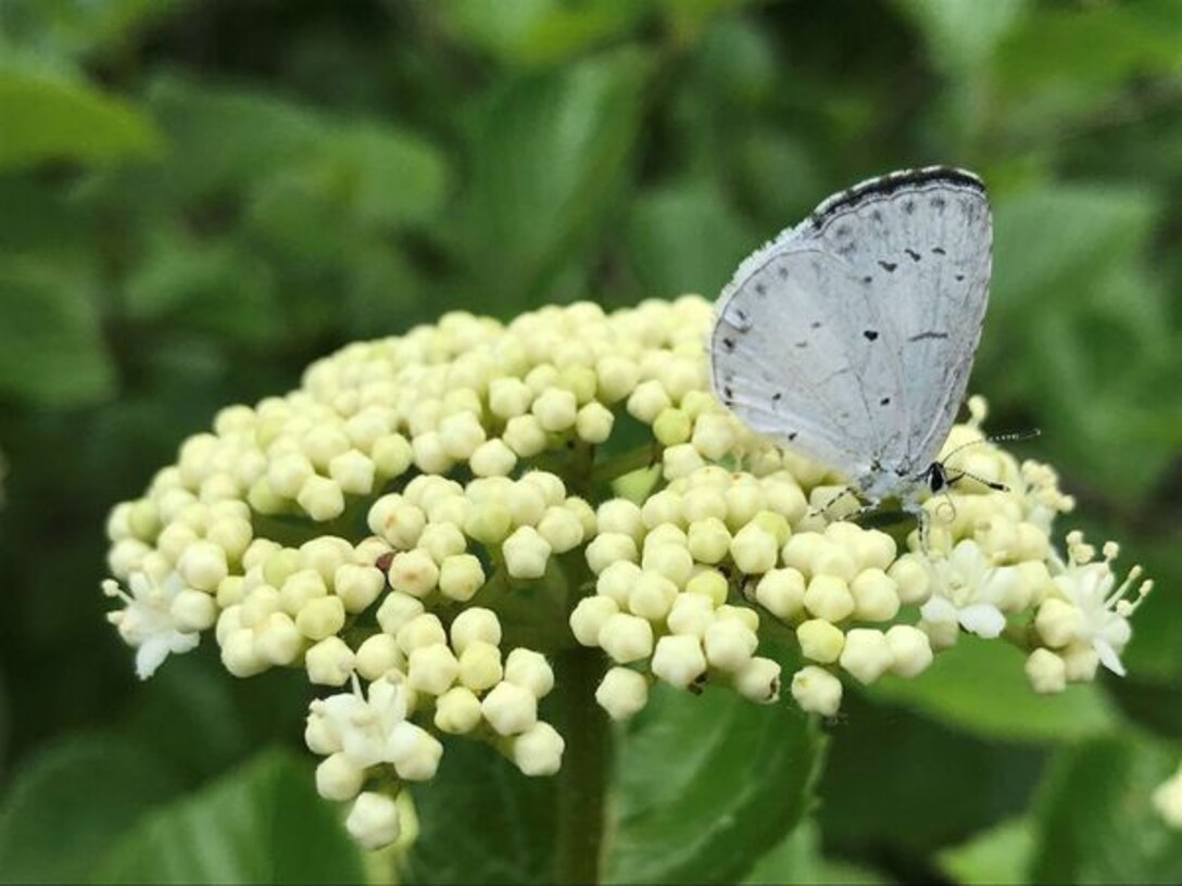 Spring Azure at CJ Brown Dam & Reservoir | Photo of the Week | Larry Jeanblanc