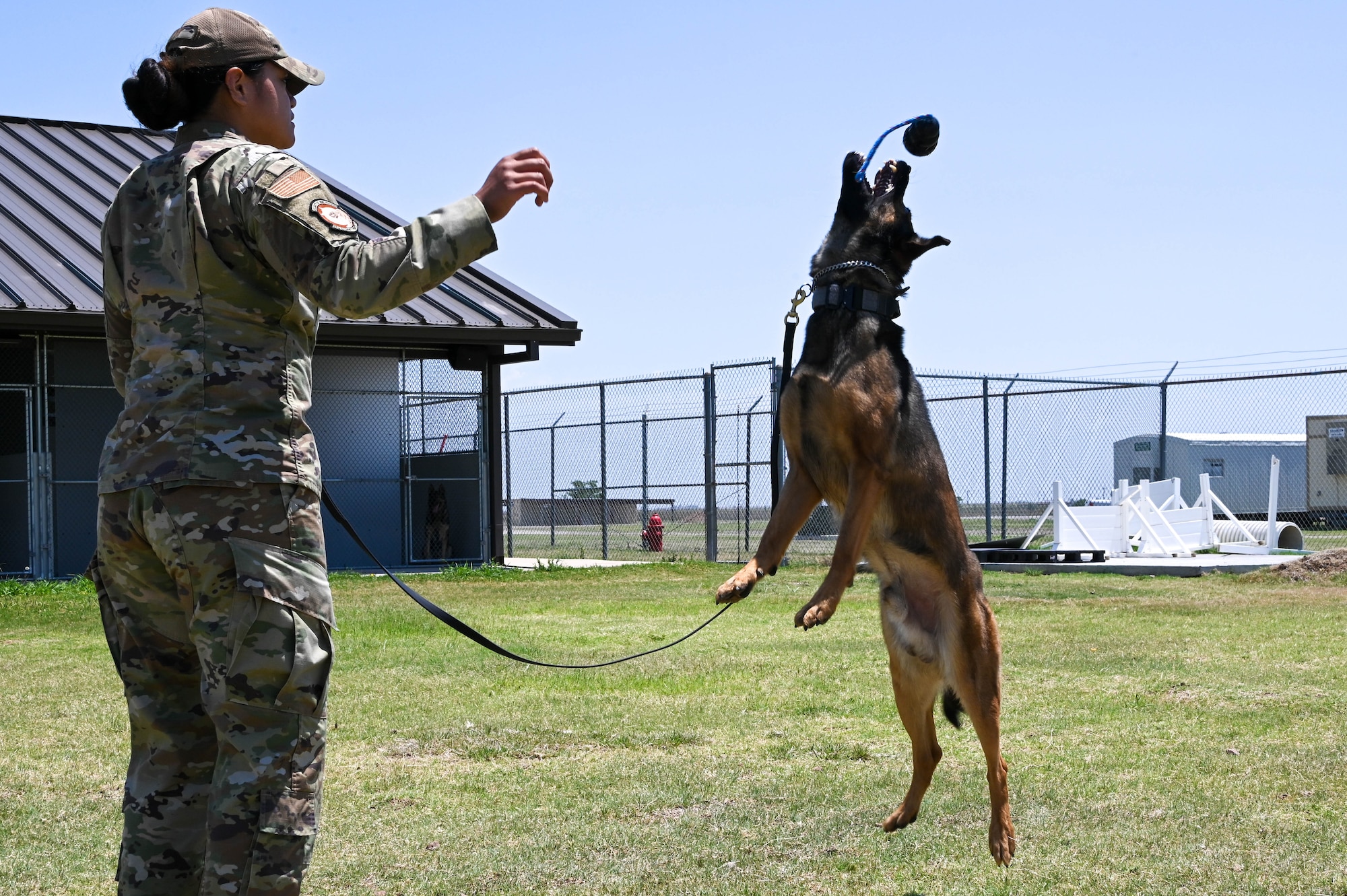a dog jumps for a toy thrown by it's handler