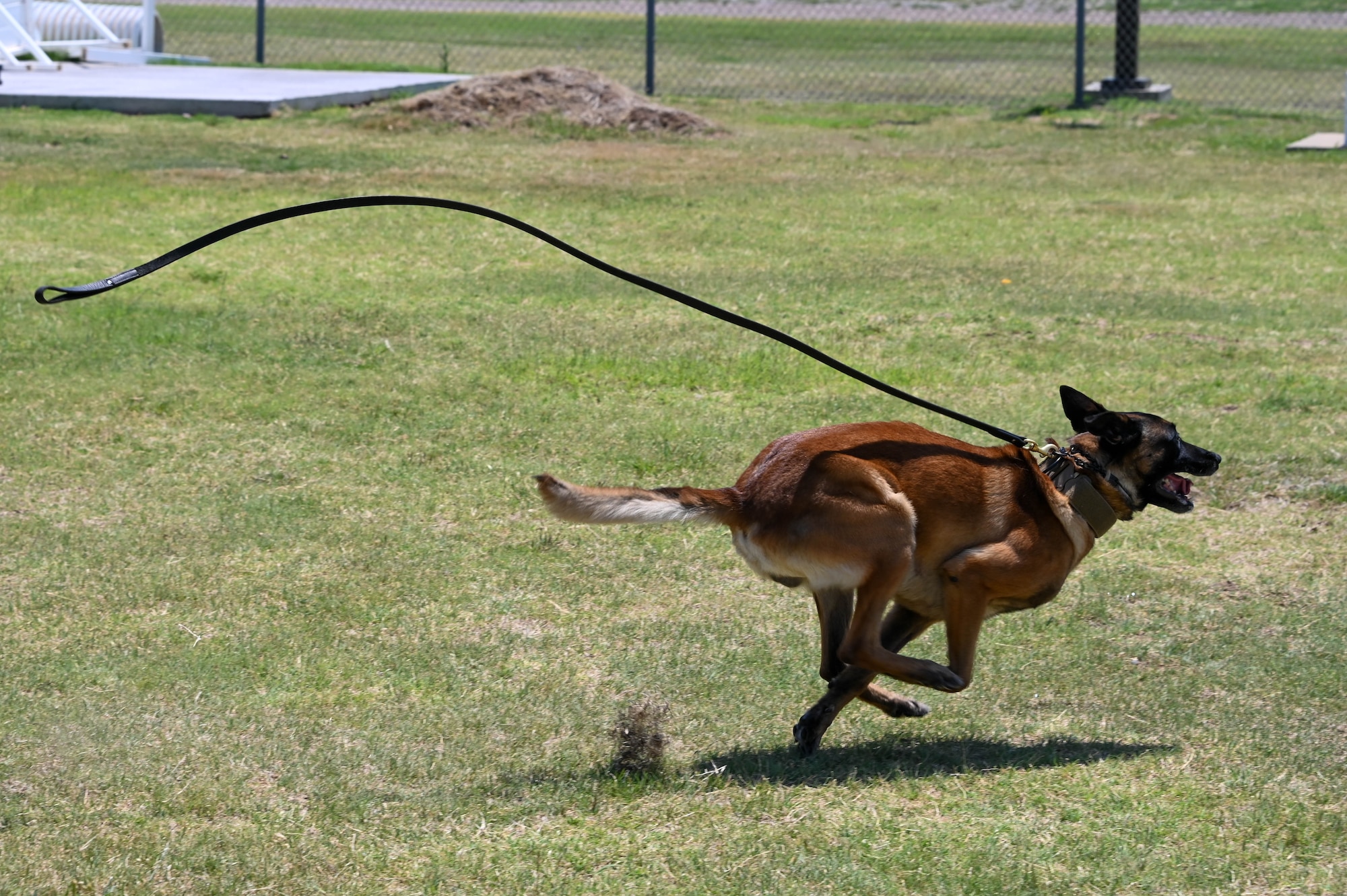 dog sprints in open field