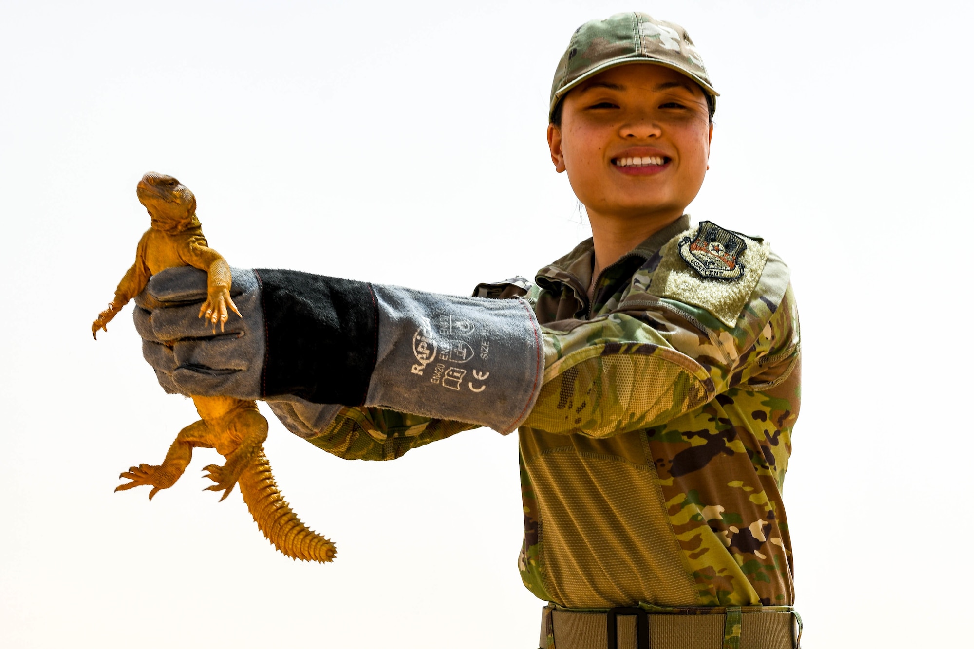 Arabian spiny-tailed lizard relocated by pest control