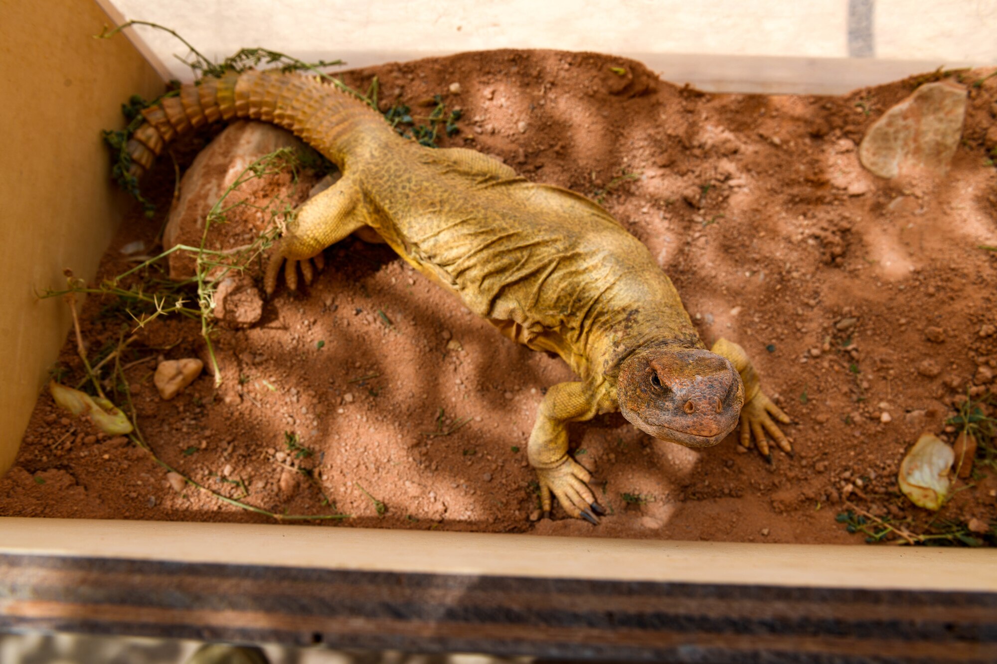 Arabian spiny-tailed lizard relocated by pest control