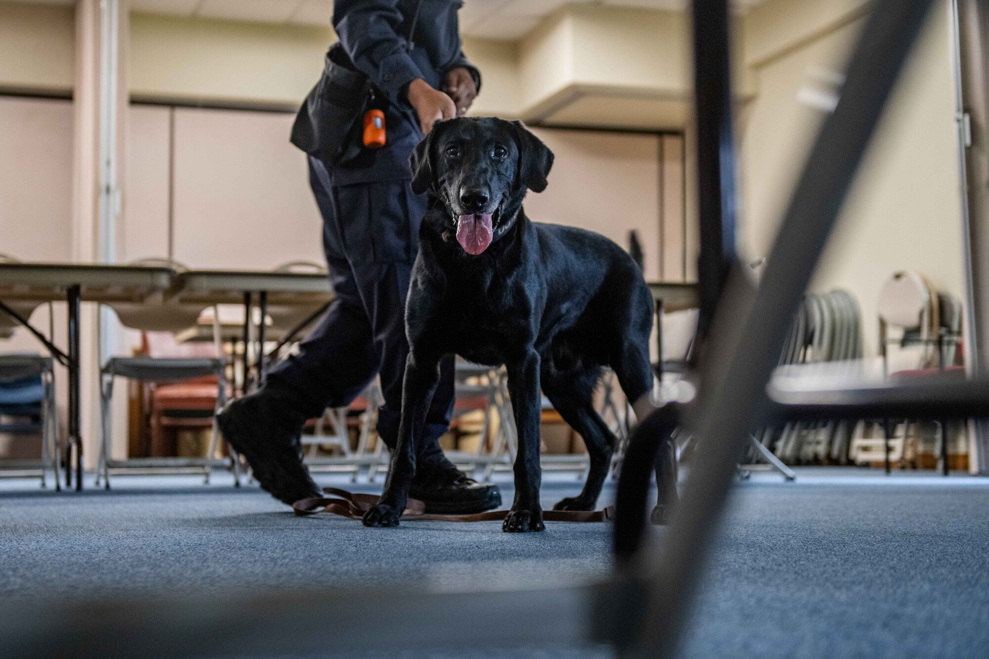 A black lab stares at the camera