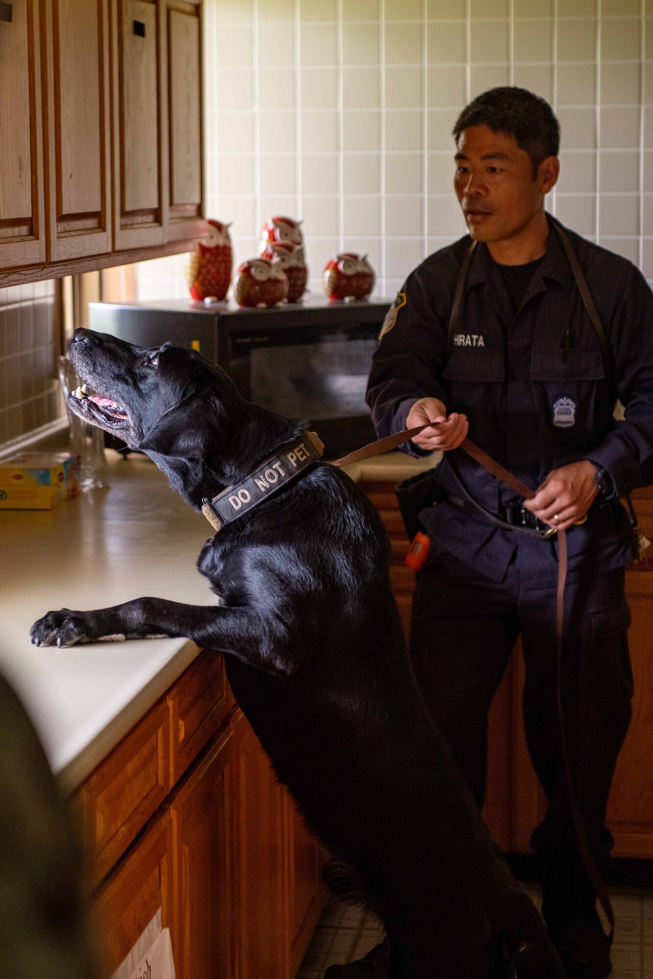 A dog searching for a simulated bomb hops on a counter
