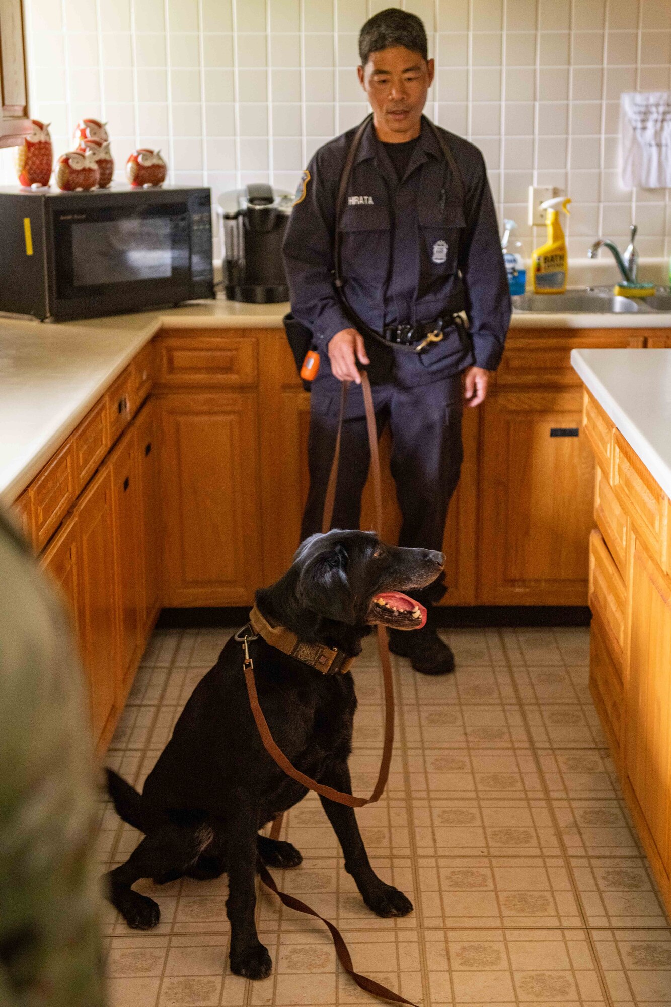 A military working dog handler watches as his dog signals to his handler that he's found a bomb