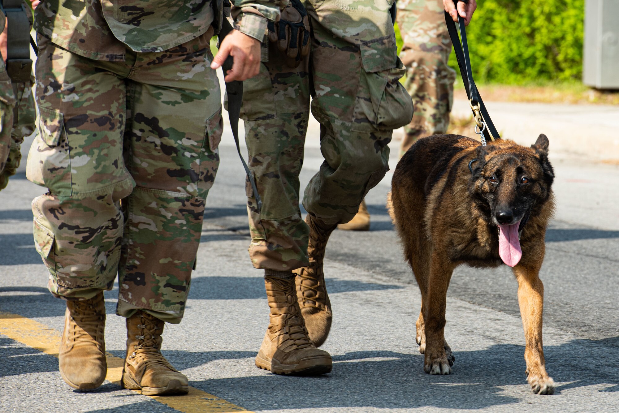Military Working Dog Aris walks with members of the 51st Security Forces Squadron in a ruck march at Osan Air Base, Republic of Korea, May 13, 2022.