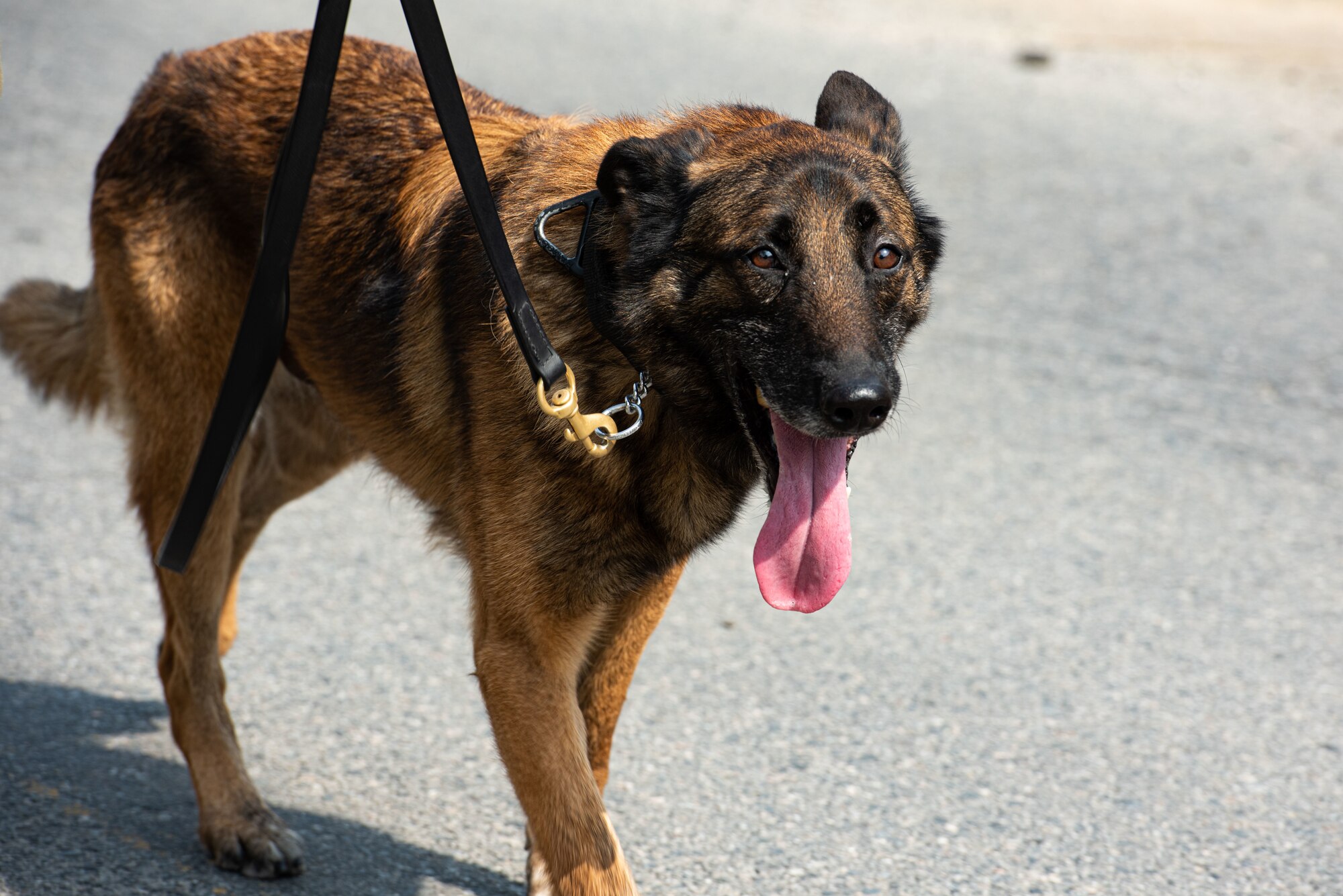 Military Working Dog Aris walks with members of the 51st Security Forces Squadron in a ruck march at Osan Air Base, Republic of Korea, May 13, 2022.