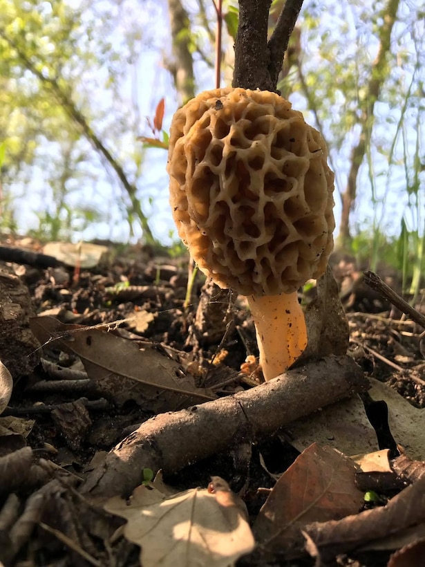 It is time for mushroom hunting at Mark Twain Lake!