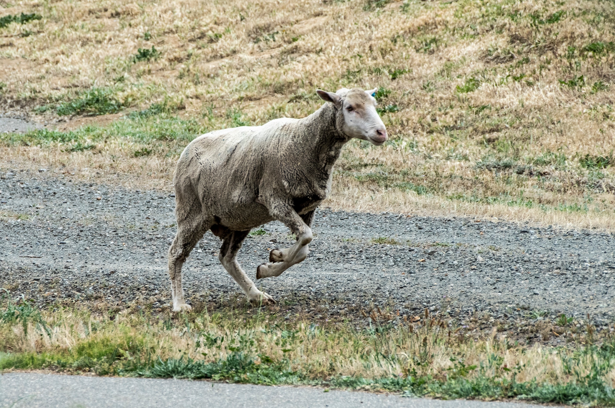 sheep in a field