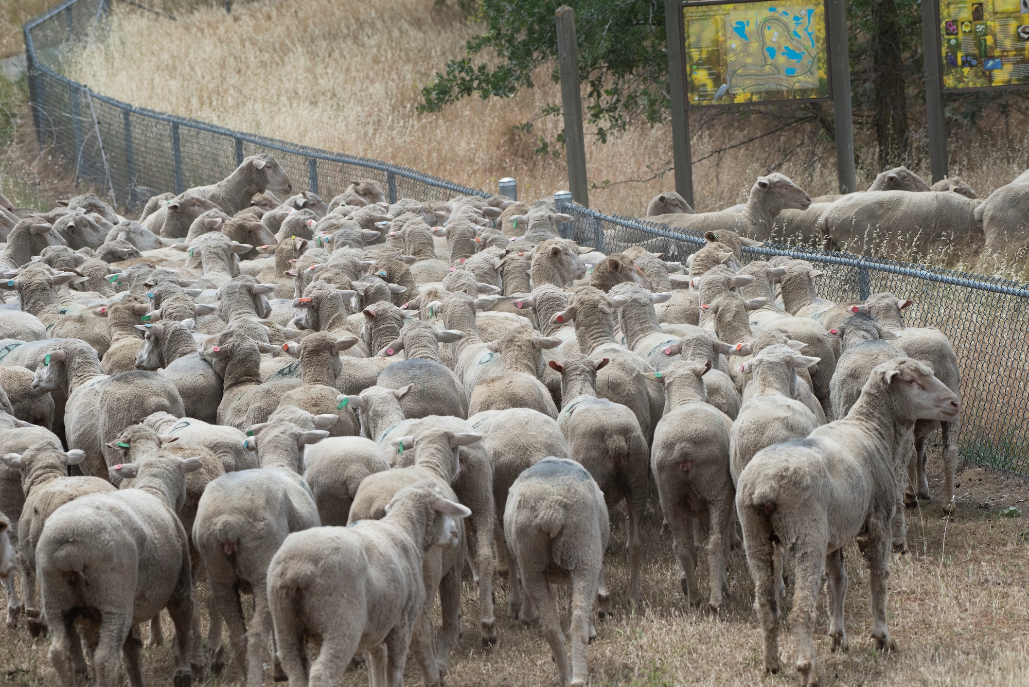 sheep in a field