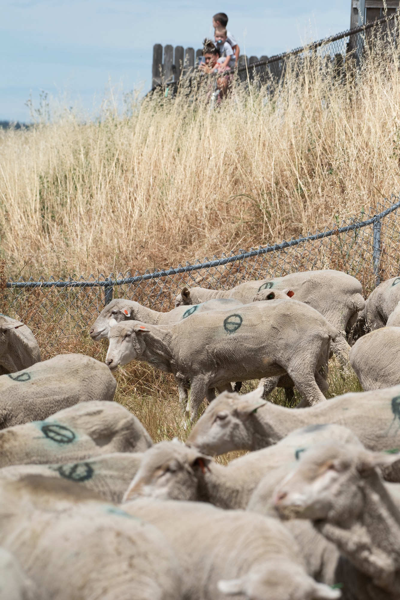 A military family watches as sheep graze at Travis Air Force Base, California, May 6, 2022. A flock of approximately 1,000 sheep were released to clear overgrown weeds eliminating the need for herbicides and machinery. This grazing method saves time and money, reduces fire hazards and protects the environment. (U.S. Air Force photo by Heide Couch)