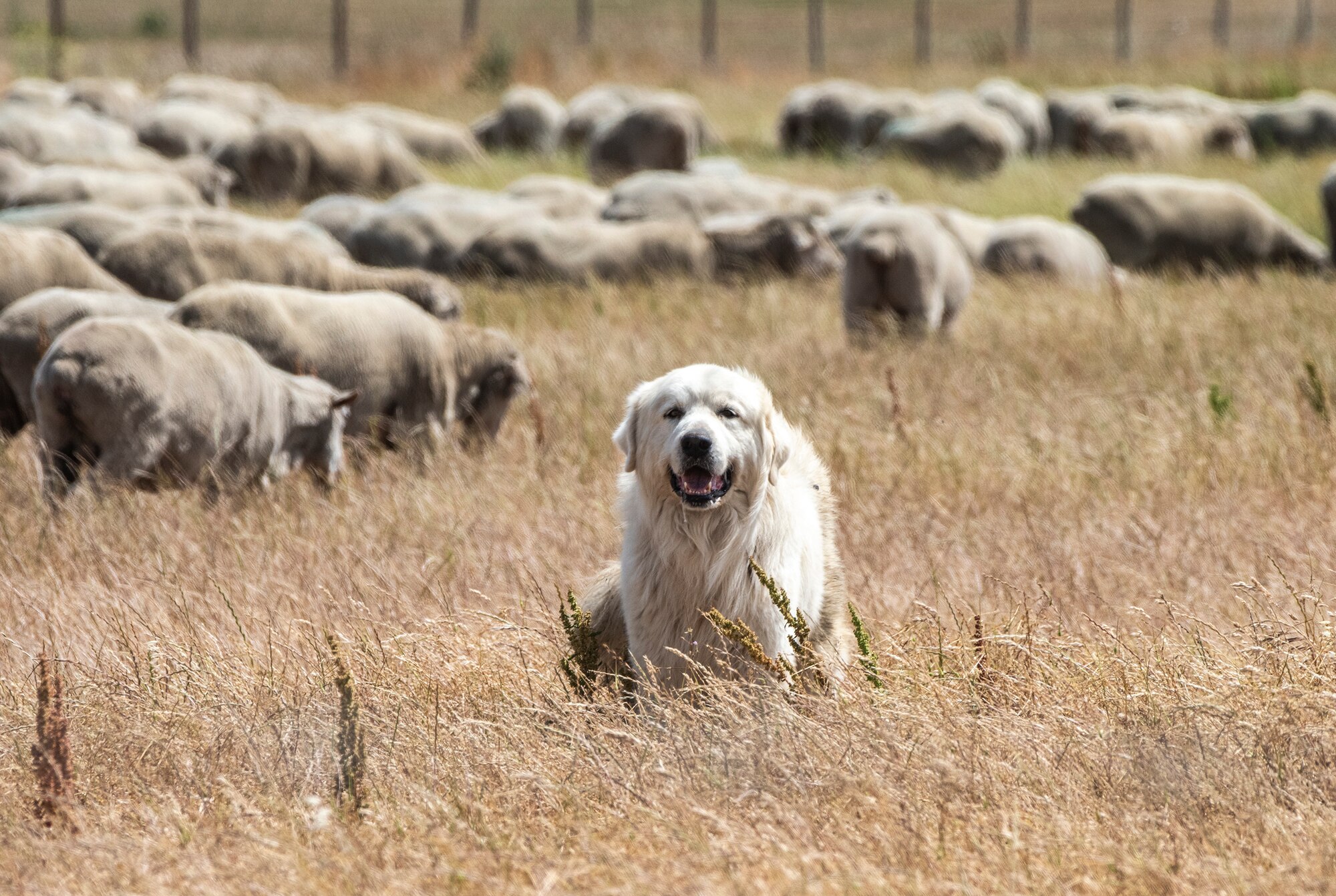 sheep in a field