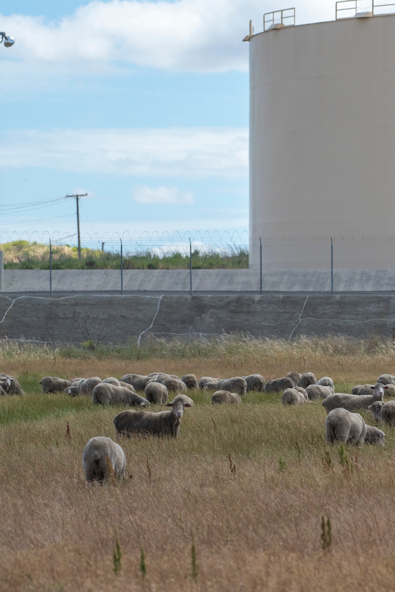 sheep in a field