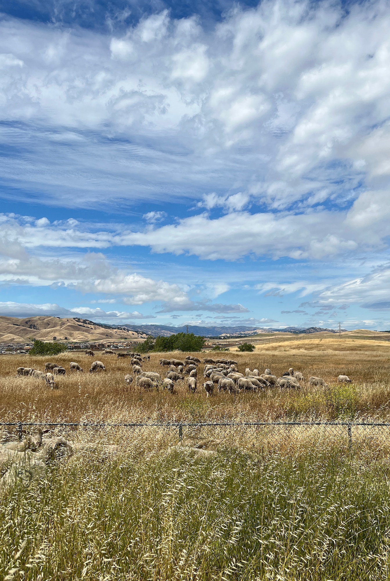 sheep in a field